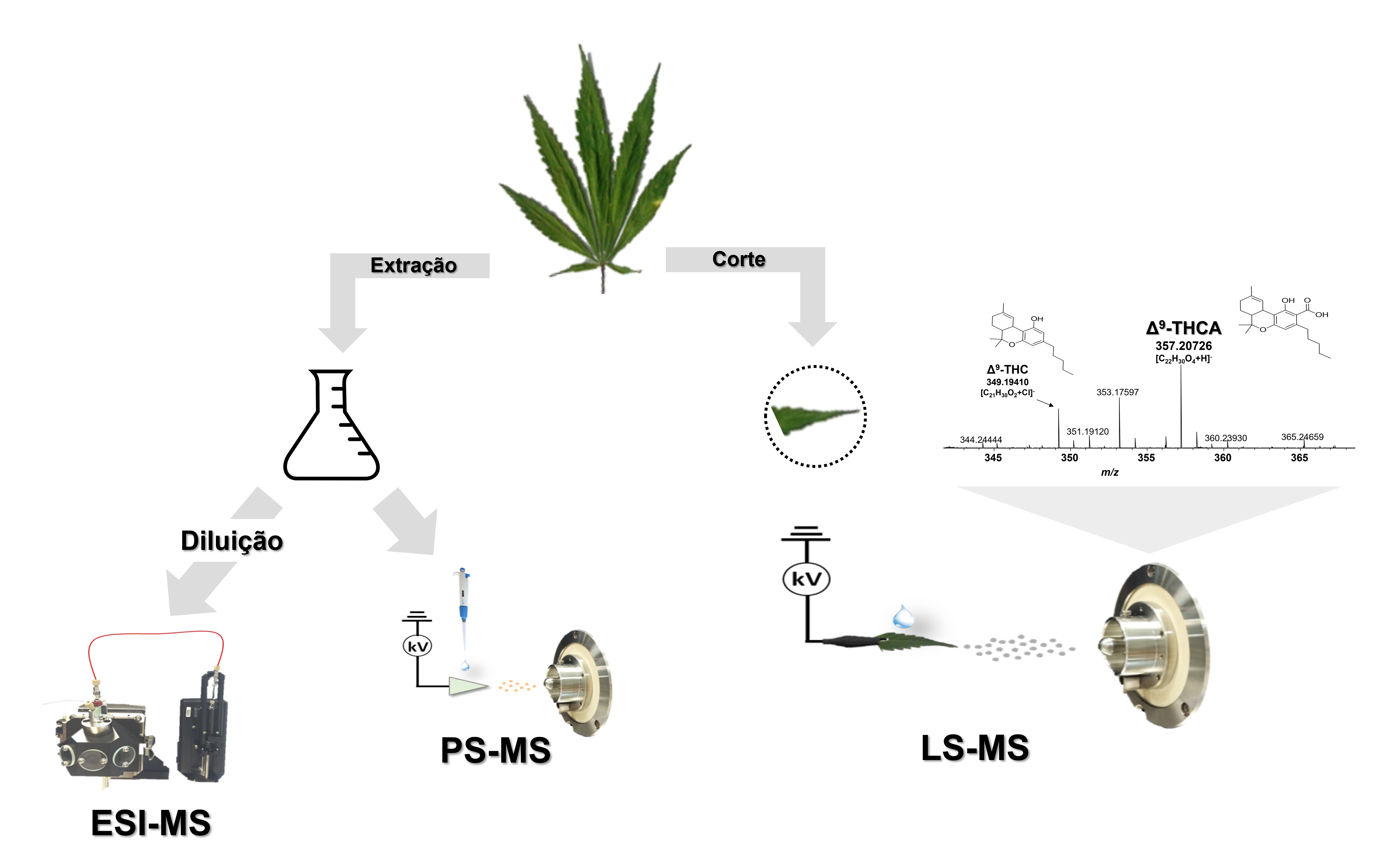 Análise de folhas de Cannabis sativa L. por espectrometria de massas ambiente