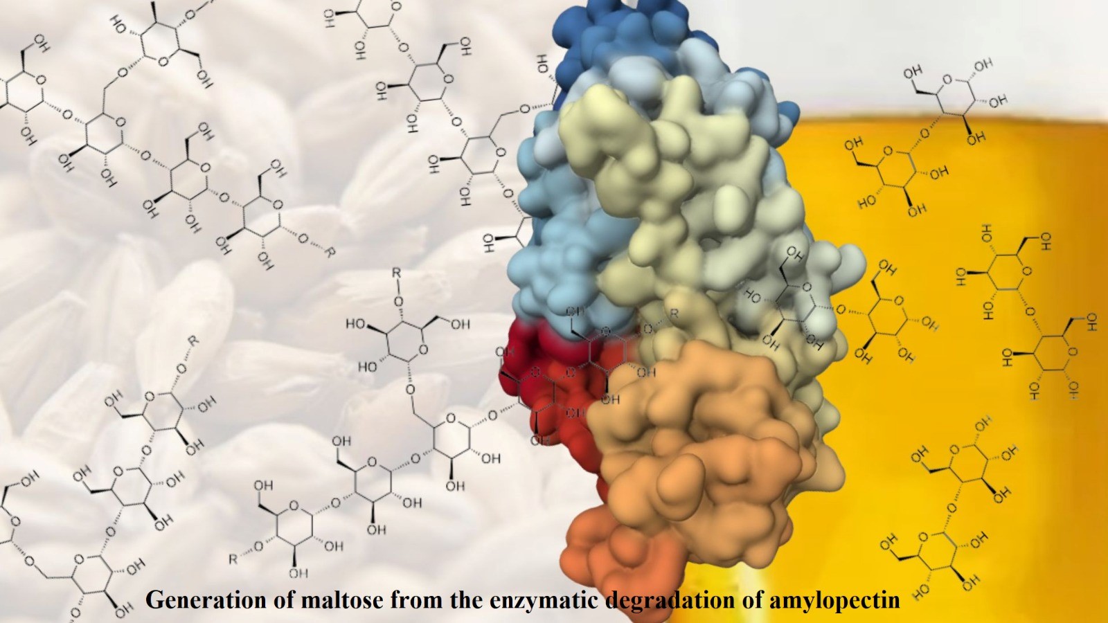 Generation of maltose from the enzymatic degradation of amylopectin