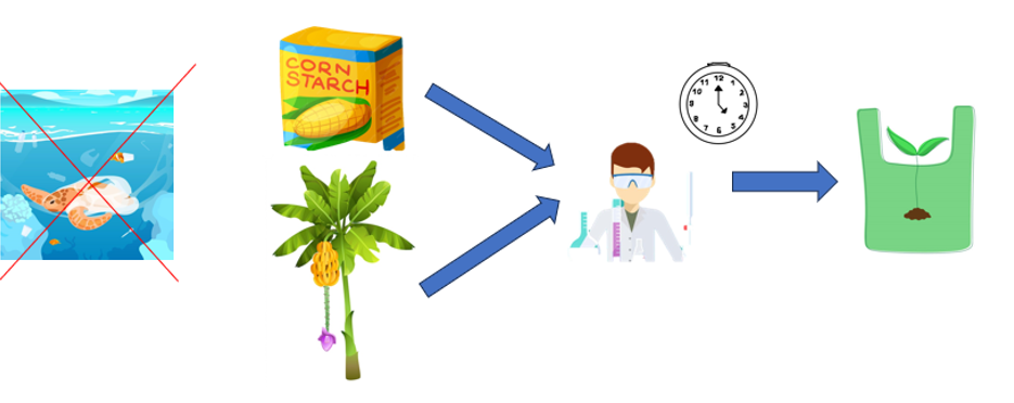 The environment is a current problem and the study to develop bioplastics made from starch and cellulose from the banana pseudostem is a contribution to the future.